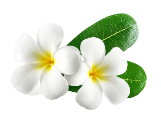Exporter of Fragrances