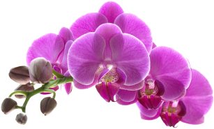 Fragrances services