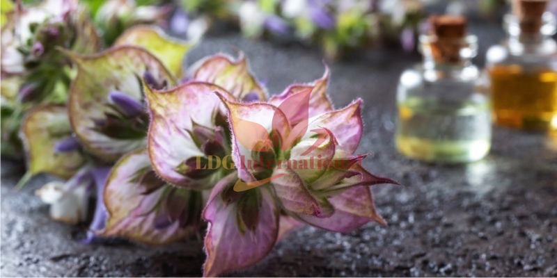 Clary Sage Oil