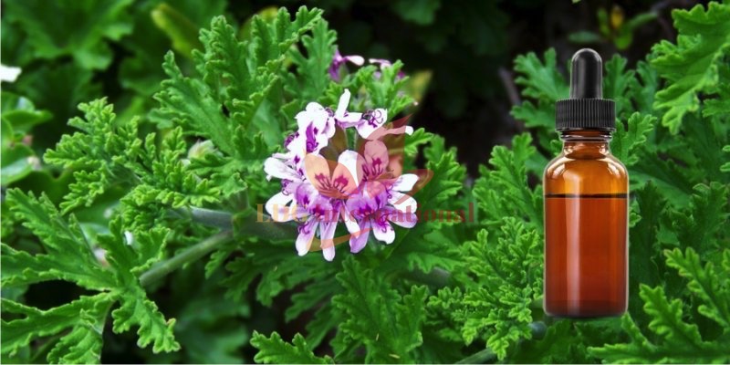 Geranium Bourbon Oil