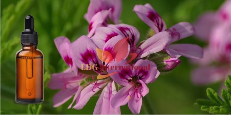 Geranium Leaf Absolute Oil