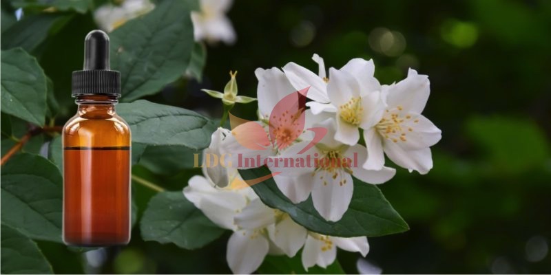 Jasmine Absolute Oil