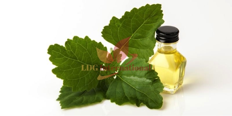 Patchouli Oil